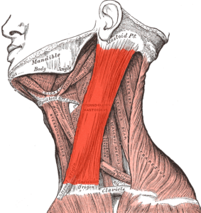 Sternocleidomastoideus